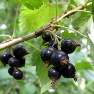 Смородина чёрная ШАРОВИДНАЯ в Слуцке