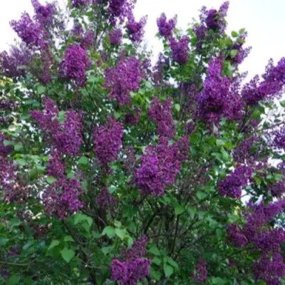 Сирень СУМЕРКИ в Слуцке