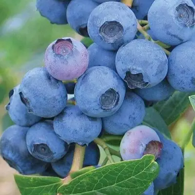 Голубика ЭРЛИБЛЮ в Слуцке