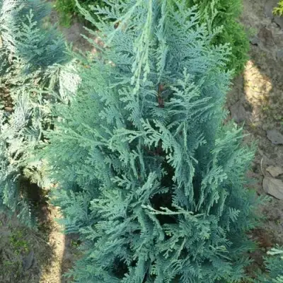 Кипарисовик КОЛУМНАРИС лавсона в Слуцке