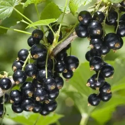 Смородина чёрная ВОЛШЕБНИЦА в Слуцке