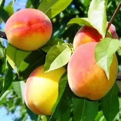 Персик ПАМЯТЬ ЛОЙКО в Слуцке