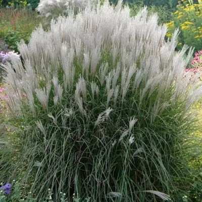 Мискантус КЛЯЙН СИЛЬБЕРСПАЙН китайский  в Слуцке