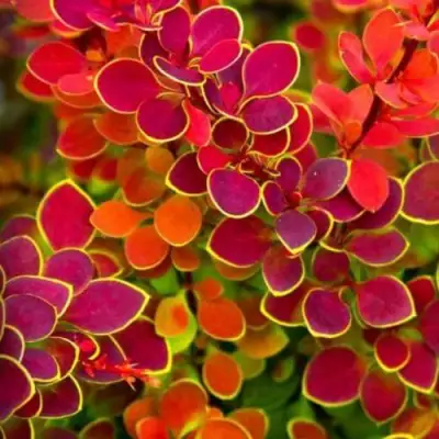 Барбарис ОРАНЖ САНРАЙЗ тунберга в Слуцке