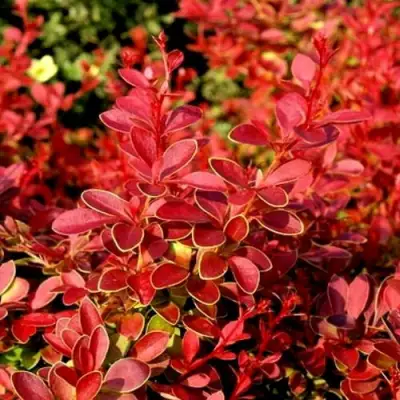 Барбарис КОРАЛ тунберга в Слуцке