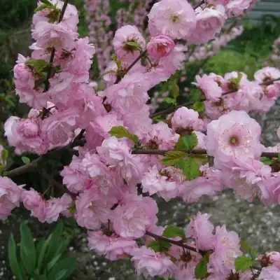 Миндаль ТРЁХЛОПАСТНЫЙ (луизеания) в Слуцке