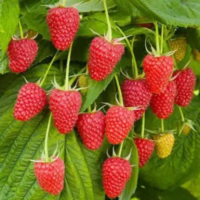 Малина БРУСВЯНА в Слуцке