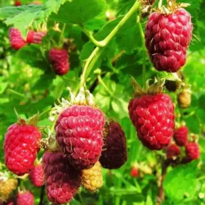 Малина ДЖОАН ДЖИ (ДЖОАН ДЖЕЙ) в Слуцке