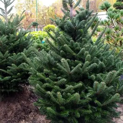 Пихта ФРАЗЕРА в Слуцке