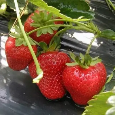 Клубника МОНТЕРЕЙ ремонтантная в Слуцке