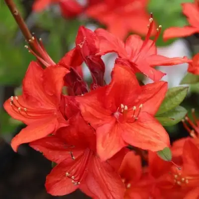 Азалия ПАРКФАЕР листопадная в Слуцке