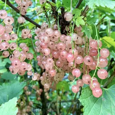 Смородина розовая ГОЛЛАНДСКАЯ РОЗОВАЯ в Слуцке