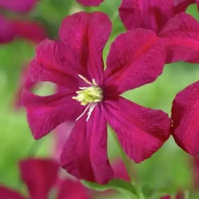 Клематис МАДАМ ДЖУЛИЯ КОРРЕВОН в Слуцке