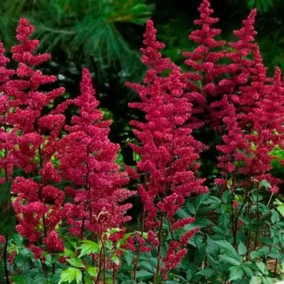 Астильба БУРГУНДИ РЕД Арендса в Слуцке