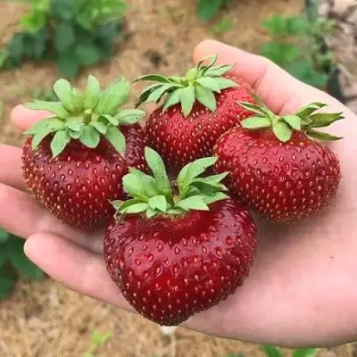 Клубника МАЛЬВИНА в Слуцке