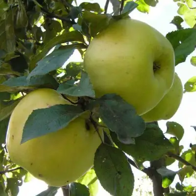 Яблоня АНТОНОВКА ОБЫКНОВЕННАЯ в Слуцке