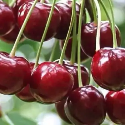 Вишня УЙФЕХЕРТОЙ ФЮРТОШ в Слуцке