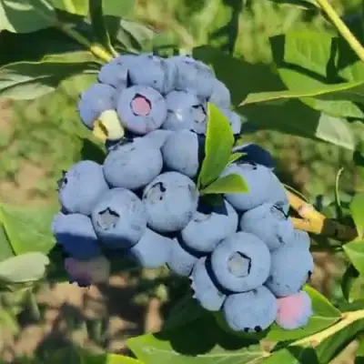 Голубика МЕГАС БЛЮ в Слуцке