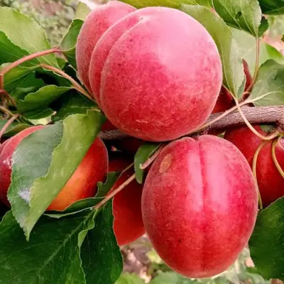 Абрикос РУБИСТА в Слуцке