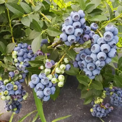 Голубика ОСОРНО в Слуцке