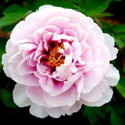 Пион ПЕРСИК ПОД СНЕГОМ древовидный в Слуцке