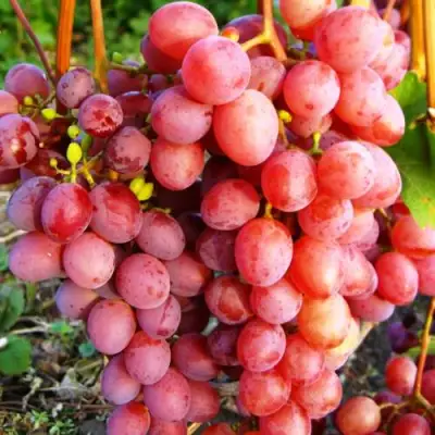 Виноград КИШМИШ КРАСНЫЙ в Слуцке