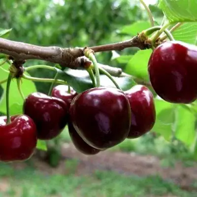 Вишня МОРОЗОВКА в Слуцке