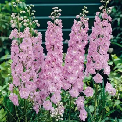 Дельфиниум ПЕТТИКОУТ гибридный в Слуцке