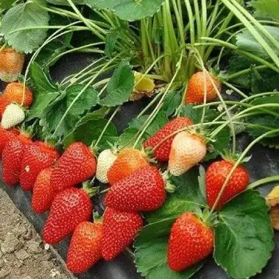 Клубника РОКСАНА в Слуцке