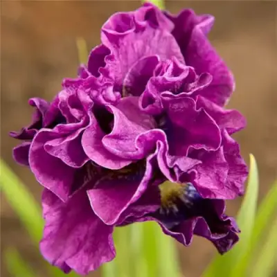 Ирис БАНДЛ ОВ ДЖОЙ сибирский в Слуцке