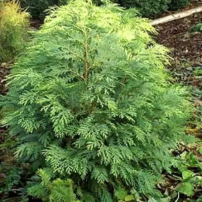 Кипарисовик САНКИСТ лавсона в Слуцке