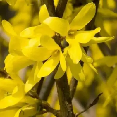 Форзиция ТАРАНДТ промежуточная в Слуцке