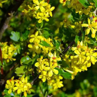 Смородина золотистая ВИШНЕВАЯ в Слуцке