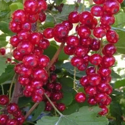 Смородина красная ПУРПУРНАЯ в Слуцке