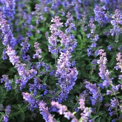 Котовник СИКС ХИЛЛС ГИАНТ в Слуцке