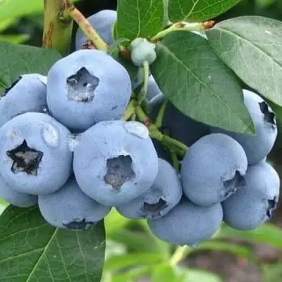 Голубика БЛЮЭТТА в Слуцке