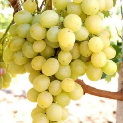 Виноград ТАЛИСМАН в Слуцке