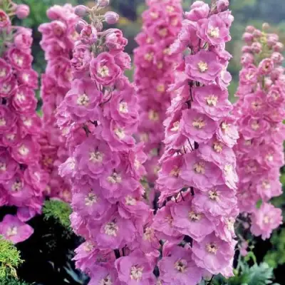 Дельфиниум ДЕЛЬФИС ПИНК ПАУЭ высокий в Слуцке