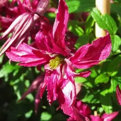 Клематис РОЗАЛИН в Слуцке