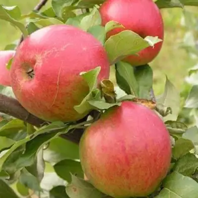 Яблоня АУКСИС в Слуцке