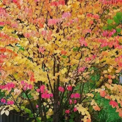 БАГРЯННИК японский в Слуцке