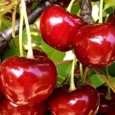 Черешня МИНЧАНКА в Слуцке