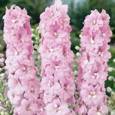 Дельфиниум ПЕТТИКОУТ гибридный в Слуцке