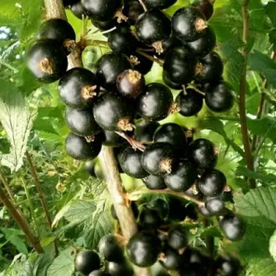 Смородина черная БЕН ТИРЕН в Слуцке