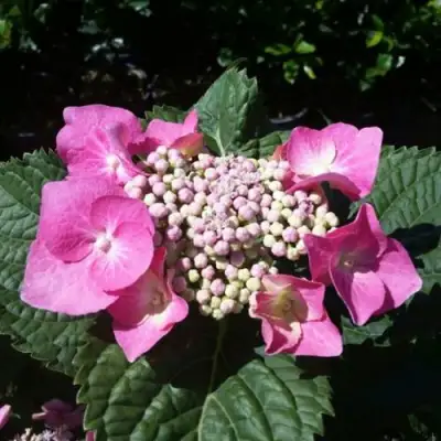 Гортензия БЛАУМАЙС (БЛАУМАЙЗЕ) крупнолистная в Слуцке