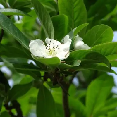 МУШМУЛА  в Слуцке