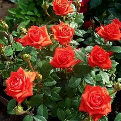 Роза ОРАНЖ ДЖЕВЕЛ миниатюрная в Слуцке