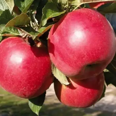 Яблоня РУБИН в Слуцке