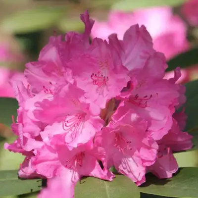 Рододендрон ЛУМИНА в Слуцке