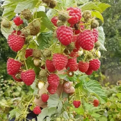 Малина ТАДМОР в Слуцке